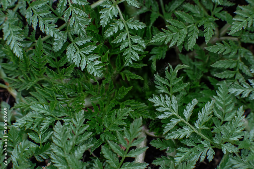 green texture green texture