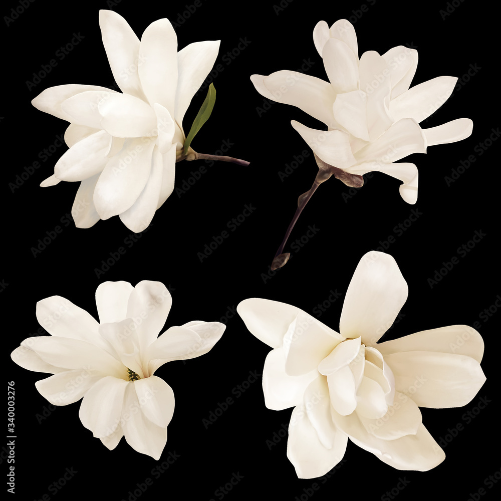 Fototapeta premium White magnolia flowers isolated on black background.