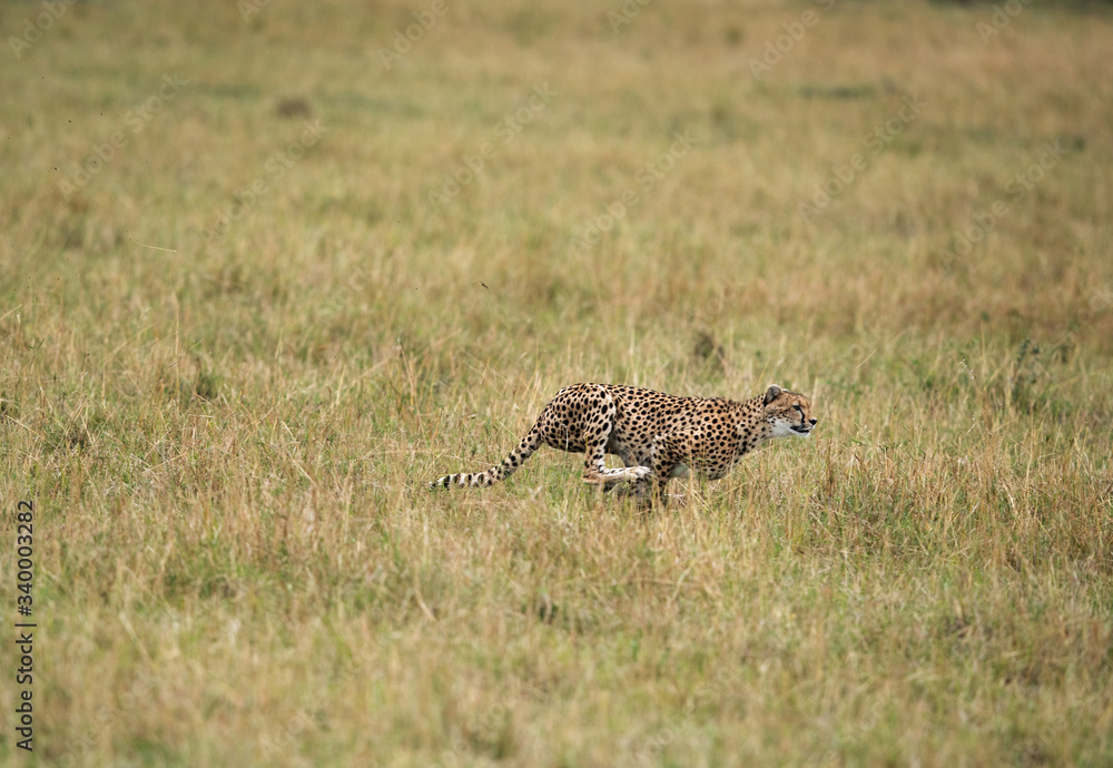 Malaika cheeta running after a wildebeest, Masai Mara Malaika cheeta running after a wildebeest, Masai Mara