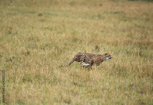 Malaika cheeta running after a wildebeest, Masai Mara