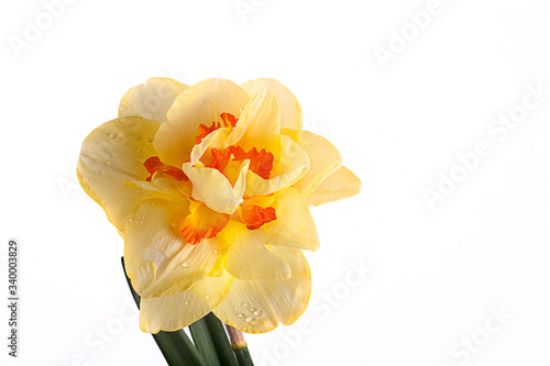 yellow spring daffodil with rain drops on white isolated background in close-up photo