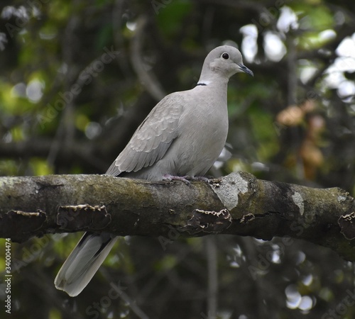 An invasive Eurasian collared dove (Streptopelia decaocto) on tree limb in coastal northern California.
