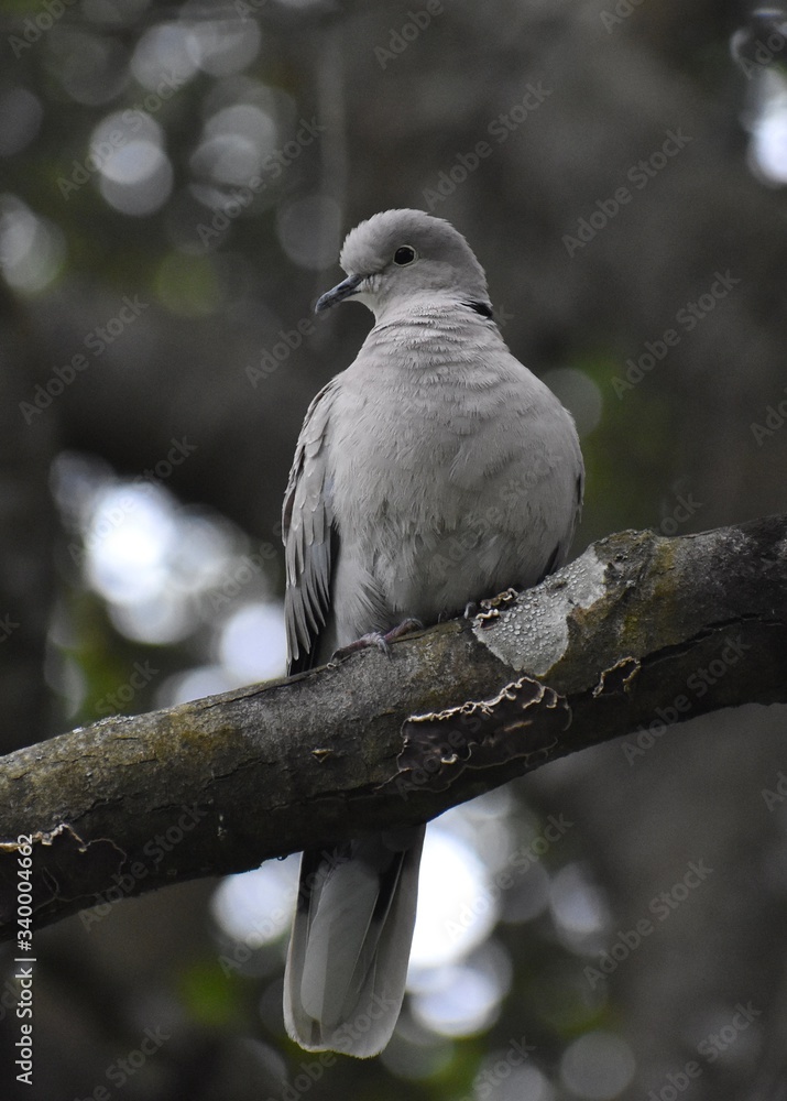 An invasive Eurasian collared dove (Streptopelia decaocto) on tree limb in coastal northern California. An invasive Eurasian collared dove (Streptopelia decaocto) on tree limb in coastal northern California.