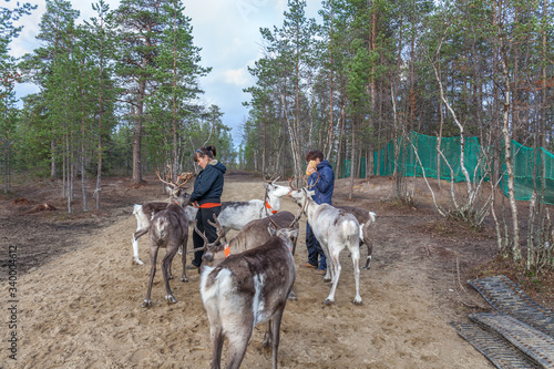 Two women feed reindeer, Sami, saami village on the Kola Peninsula, Russia. Tourist ethnographic parking. Settlement Old Titovka, Murmansk region.