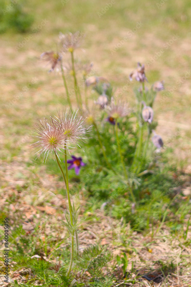 Silky seed-heads of pasqueflower (Pulsatilla vulgaris) in front with whole plant in background in bokeh (Kaiserstuhl Hills, South Germany) Silky seed-heads of pasqueflower (Pulsatilla vulgaris) in front with whole plant in background in bokeh (Kaiserstuhl Hills, South Germany)