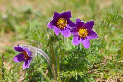 Fotografie Wildflower called pasqueflower (Pulsatilla vulgaris) is classified as vulnerable