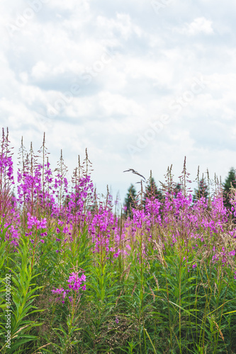 Pink Flowery Horizon