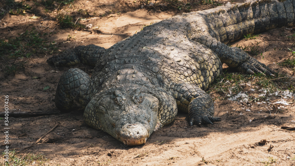 Fototapeta premium close up of a big crocodile