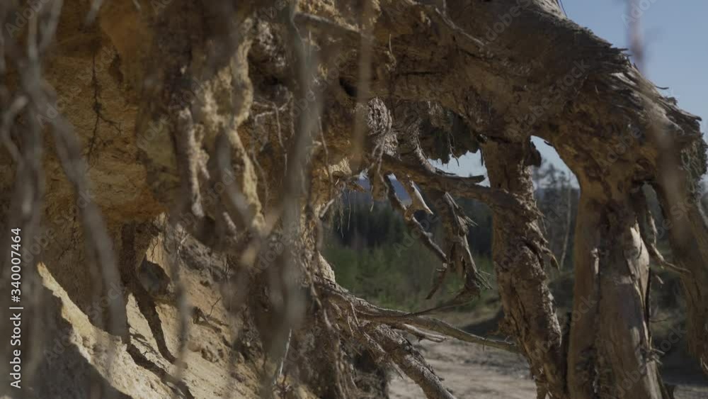 Closeup Of spruce tree Roots and sandy ground, landslides under the roots. Lover Silesia, forest in Poland. 4K footage Closeup Of spruce tree Roots and sandy ground, landslides under the roots. Lover Silesia, forest in Poland. 4K footage