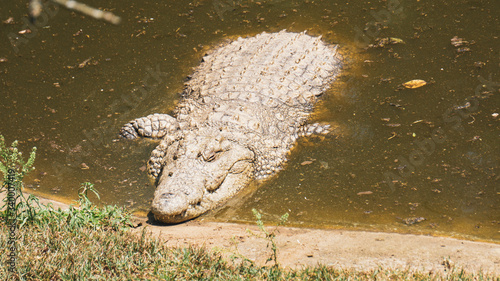 close up of a big crocodile