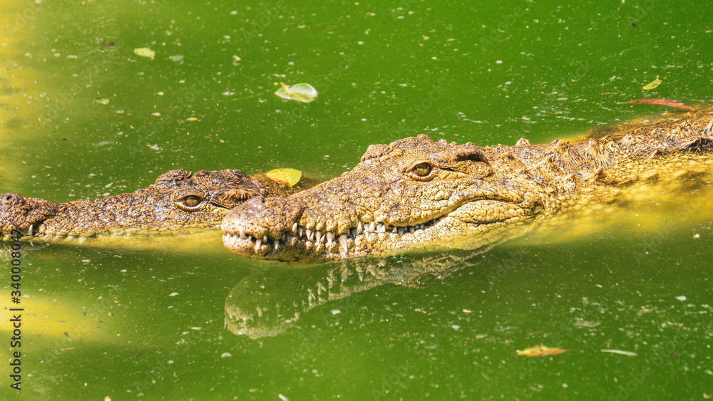 alligator in the swamp alligator in the swamp