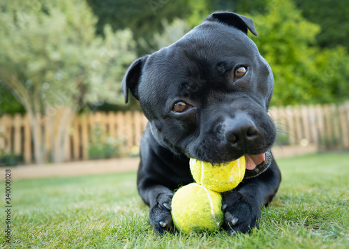 Cute Staffordshie Bull Terrier dog lying on grass chewing tow tennis balls looking striaght at the camera, with his head slighlty cocked on one side.