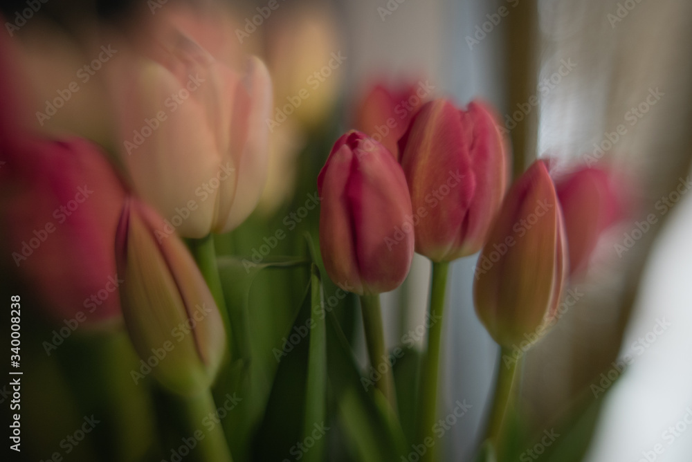 flores flores
