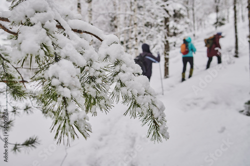 snow coniferous trees in the mountains of the Urals on top of mount aigir. photo