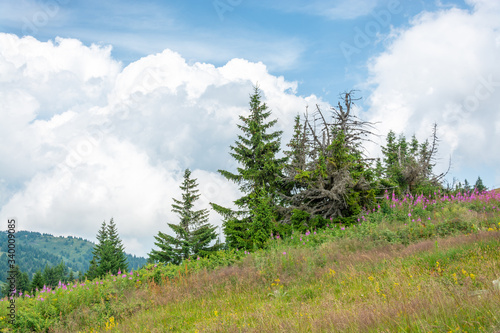 Old and New Pine Trees