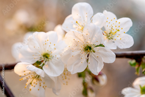 Fototapeta Naklejka Na Ścianę i Meble -  Blooming white cherry close up flower