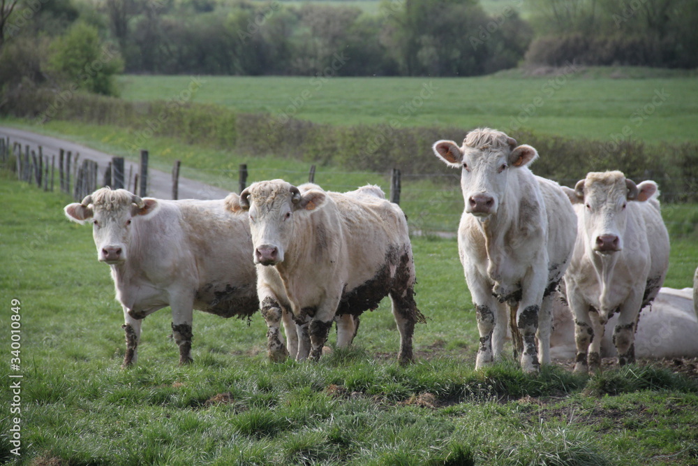 Blonde d'aquitaine domestic beef cattle herd Blonde d'aquitaine domestic beef cattle herd