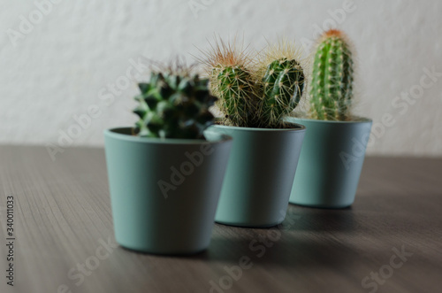 Collection of photographs of small cacti in micro pots.