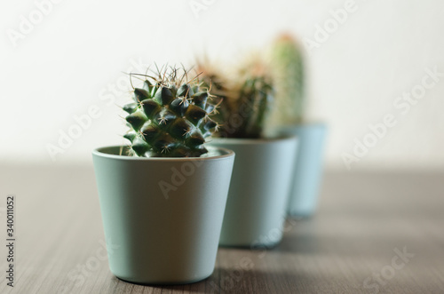 Collection of photographs of small cacti in micro pots.