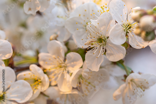 Fototapeta Naklejka Na Ścianę i Meble -  Blooming white cherry close up flower