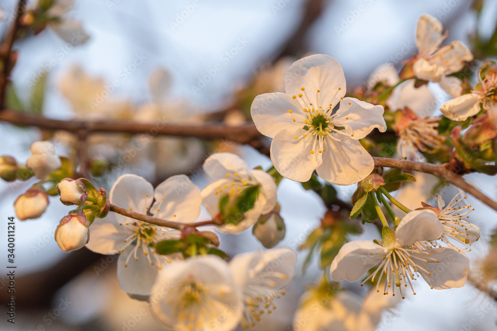 Blooming white cherry close up flower Blooming white cherry close up flower