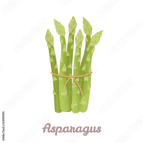 Bunch of green asparagus. Fresh vegetable isolated on white background. Vector illustration of organic healthy food in cartoon flat style.