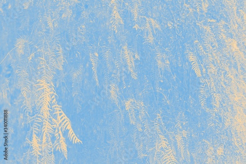 Light blue background with pale orange branches of willow patterns