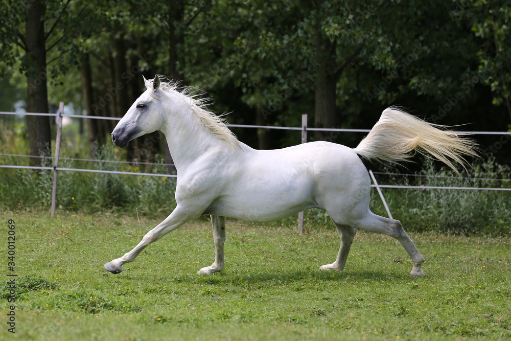 Gray mare running through on the paddock Gray mare running through on the paddock