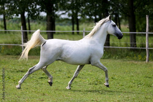 Gray mare running through on the paddock © acceptfoto