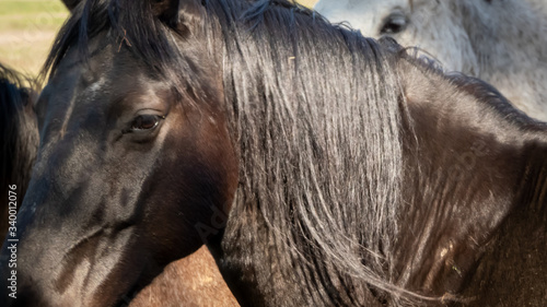 Portait schwarzes Pferd 