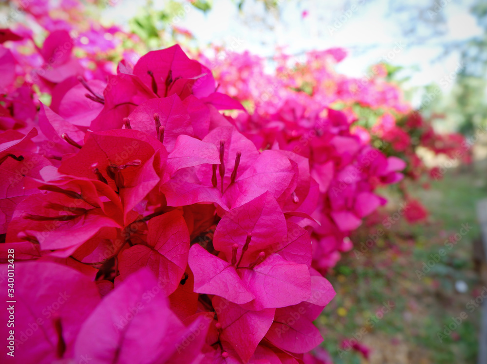 Bougainvillea on garden background.Large flowering spreading shrub of pink Bougainvillea (paper flower) tropical flower climber vine landscape plant isolated on green garden background.Close up. Bougainvillea on garden background.Large flowering spreading shrub of pink Bougainvillea (paper flower) tropical flower climber vine landscape plant isolated on green garden background.Close up.
