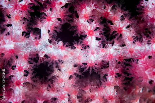 Fényképezés A vibrant gorgonian with large polyps thrives a healthy reef in the Philippines