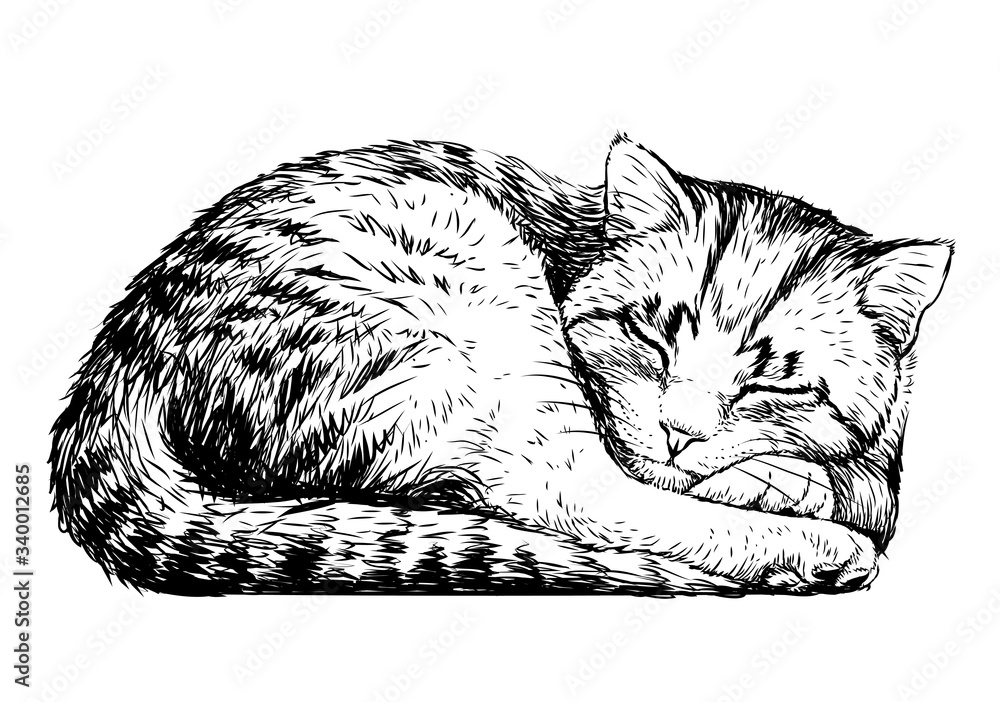 Sleeping Cat Stock Illustrations – 19,190 Sleeping Cat Stock Illustrations,  Vectors & Clipart - Dreamstime
