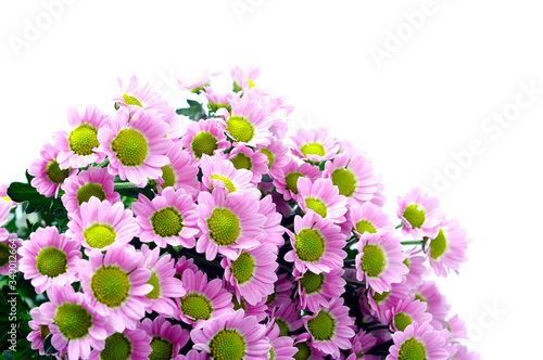 Purple daisy flowers © fullempty
