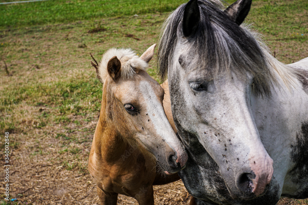 Fototapeta premium Horses in a rural area