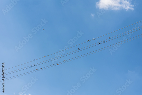 Versammlung von Schwalben auf Stromleitung vor blauem Himmel