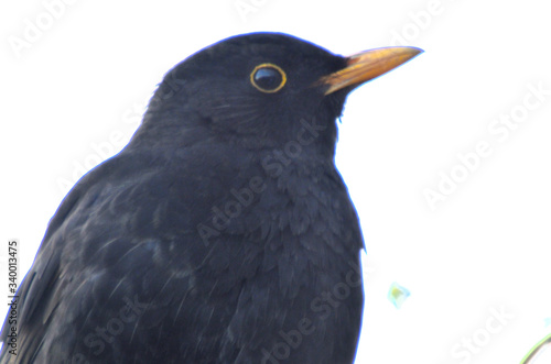 blackbird © uuuu