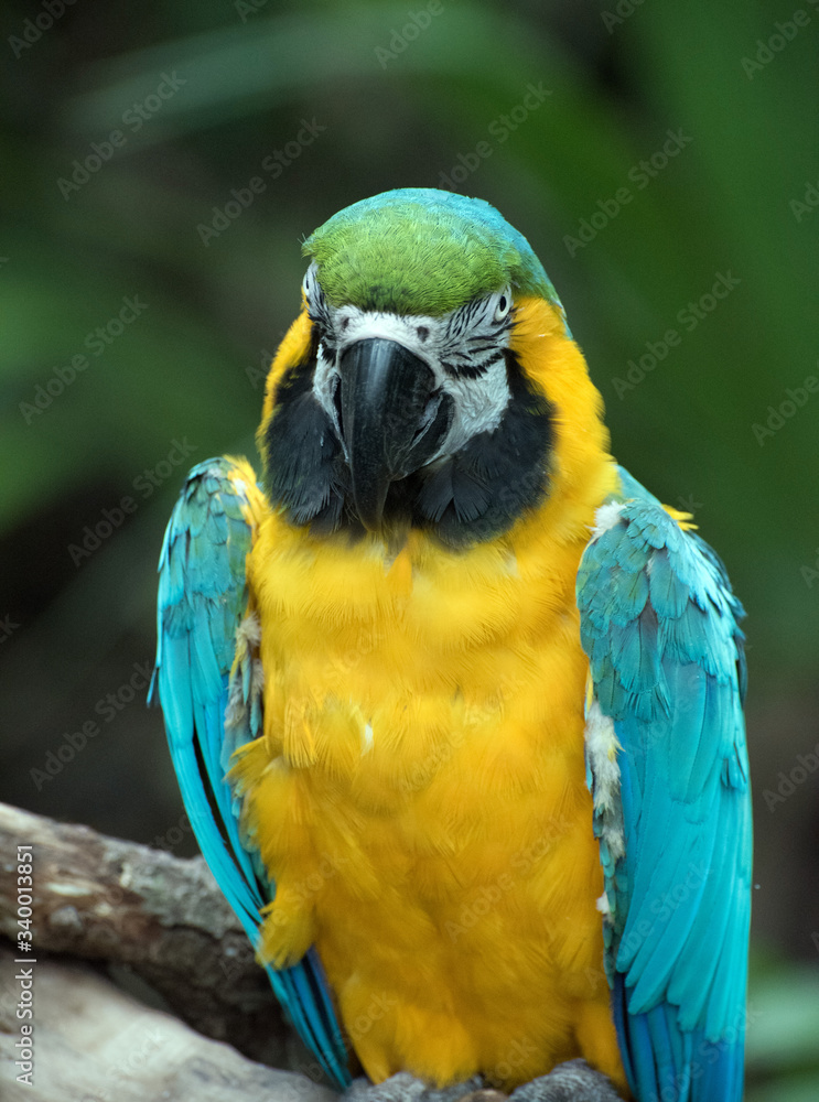 Blue-throated macaw with a bright yellow belly, turquoise wings and head, and dark blue throat and stripes around the eyes is perched on a wood branch against a blurred green background.