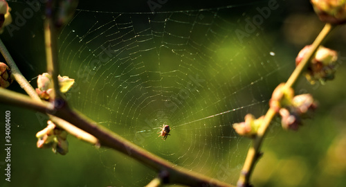 spider and spider web on a green background