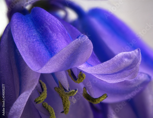 close up of bluebell macro shot