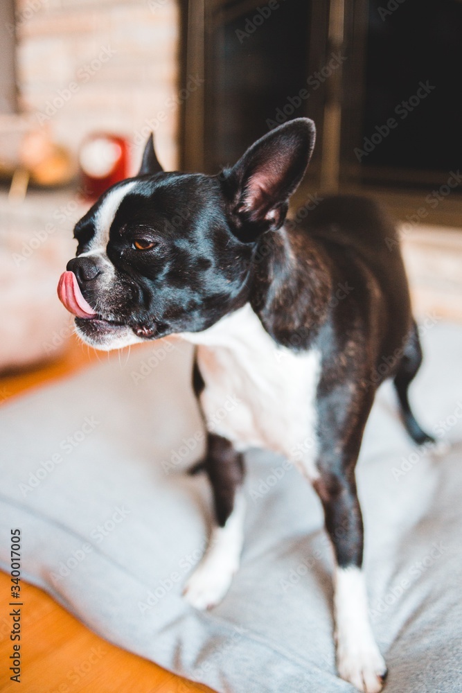 young boston terrier