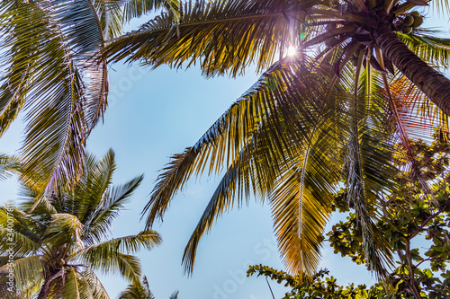 Coconut tree © WenPhoto