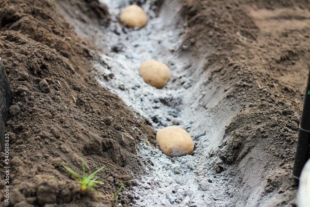 Potatoes laid in ash-fertilized holes in a row. The process of spring planting potato tubers in the garden Potatoes laid in ash-fertilized holes in a row. The process of spring planting potato tubers in the garden
