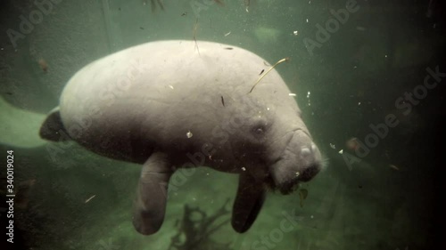 Close up on manatee eating water hyacinth