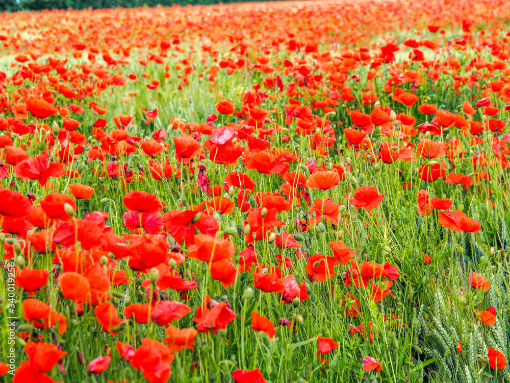 Poppy fields in Normandy, France