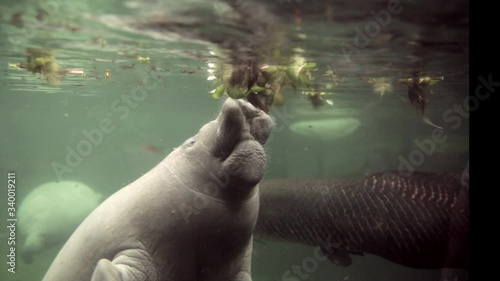 Close up shoot of manatee that is fetching a water hyacinth in the surface to eat. photo