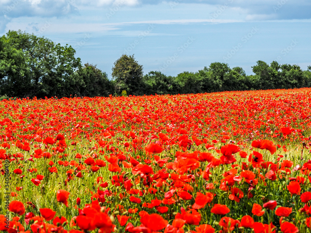Poppy fields in Normandy, France