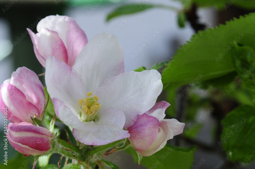Apfelbaumblüte Nahaufnahme im Schatten mit Knospen Apfelbaumblüte Nahaufnahme im Schatten mit Knospen