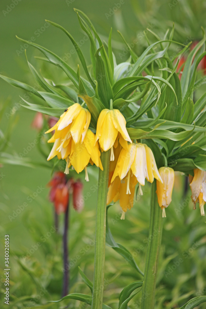 Obraz premium yellow crown imperial flowers
