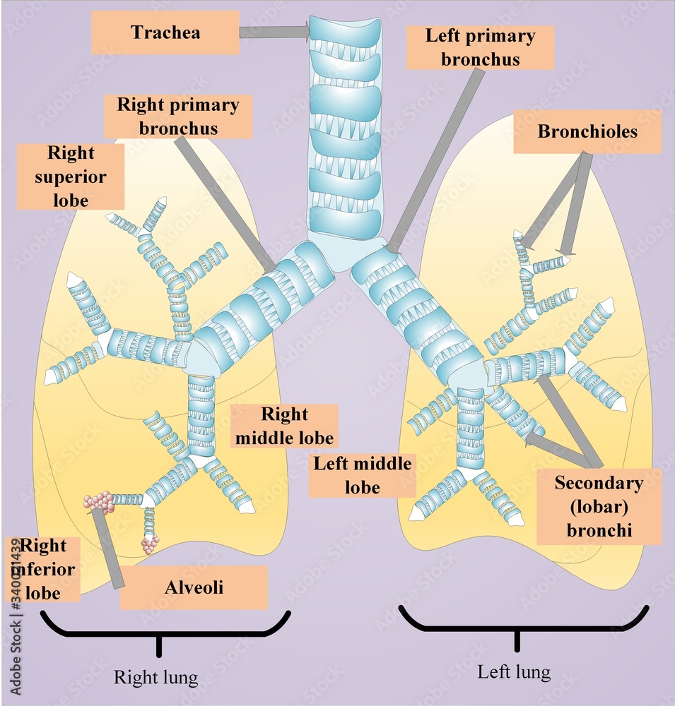 Lungs, along with trachea, bronchi, bronchioles, alveoli, lobes of